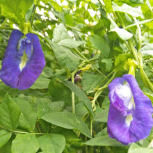 sale-organic-blue-pea-seeds.jpg